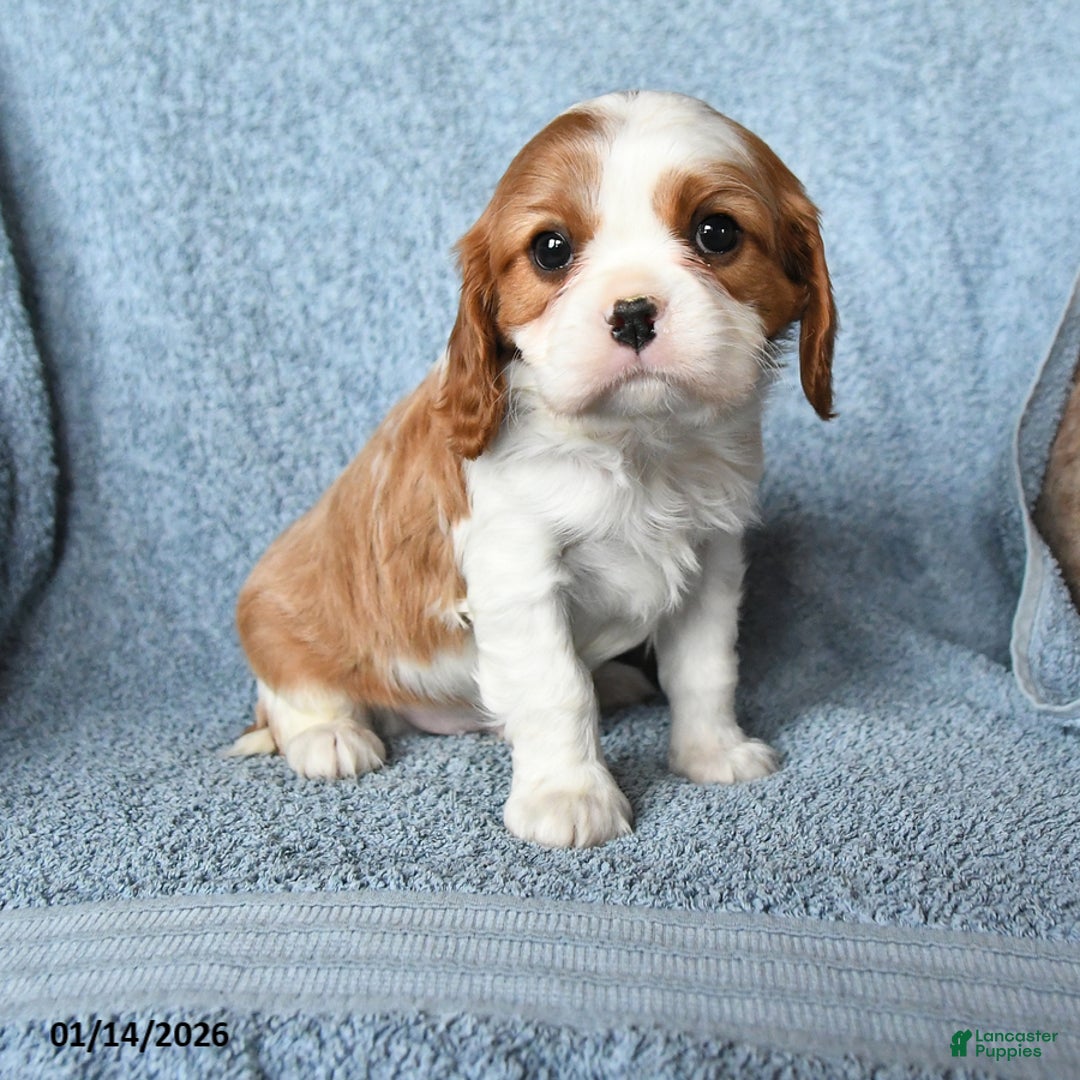 Cavalier King Charles Spaniel dogs for sale: Max - Ad 1