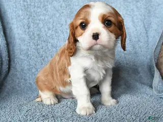 Cavalier King Charles Spaniel dogs Max - Ad 28