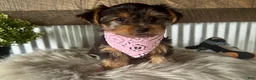 Yorkshire Terrier dogs for sale: Haven - Ad 3