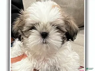 Shih Tzu dogs Shih Tzu puppy, Female - Ad 9