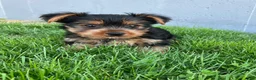 Yorkshire Terrier dogs for sale: Finley - Ad 4