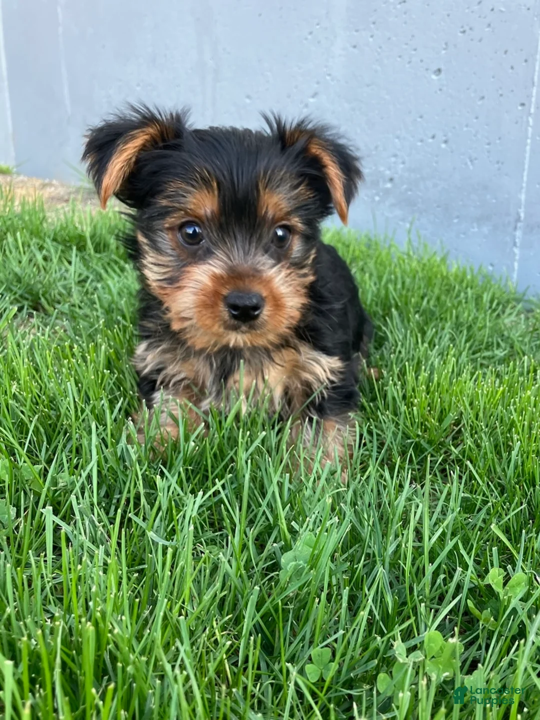 Yorkshire Terrier dogs for sale: Finley - Ad 4