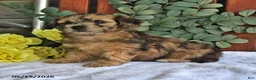 Shihpoo dogs for sale: Cupcake - Ad 4