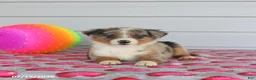 Miniature Australian Shepherd dogs for sale: Amber - Ad 1