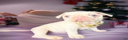 Pug dogs for sale: Santa Baby - Ad 2