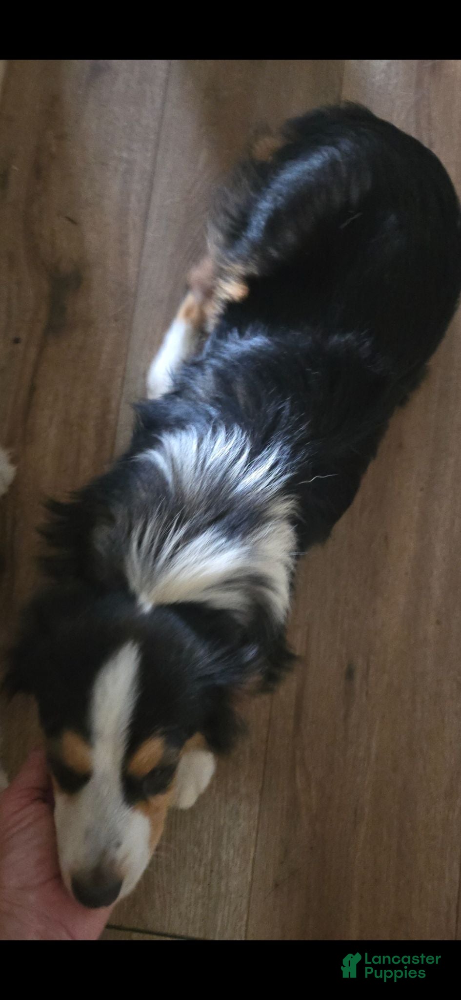 Toy Australian Shepherd dogs Toy Australian Shepherd 1 - Ad 2