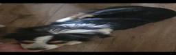 Toy Australian Shepherd dogs for sale: Toy Australian Shepherd 1 - Ad 2