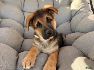 German Shepherd dogs Brooks - Ad 38