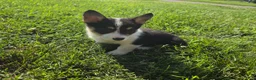 Mixed Breed dogs for sale: Sparkle - Ad 6