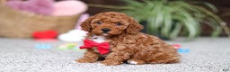 Cavapoo dogs for sale: Austin - Ad 2