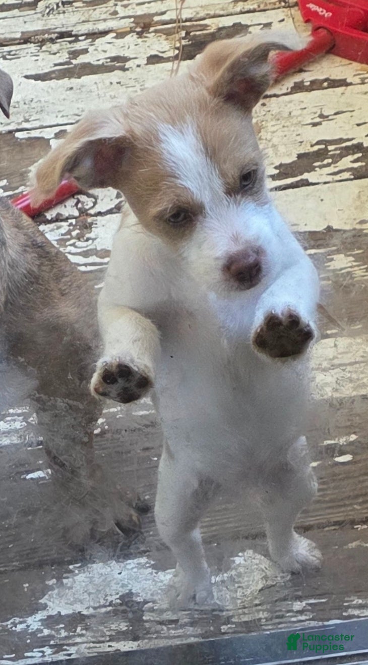 Pomchi dogs Pomchi male Puppy 1 - Ad 5