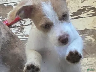 Pomchi dogs Pomchi male Puppy 1 - Ad 5