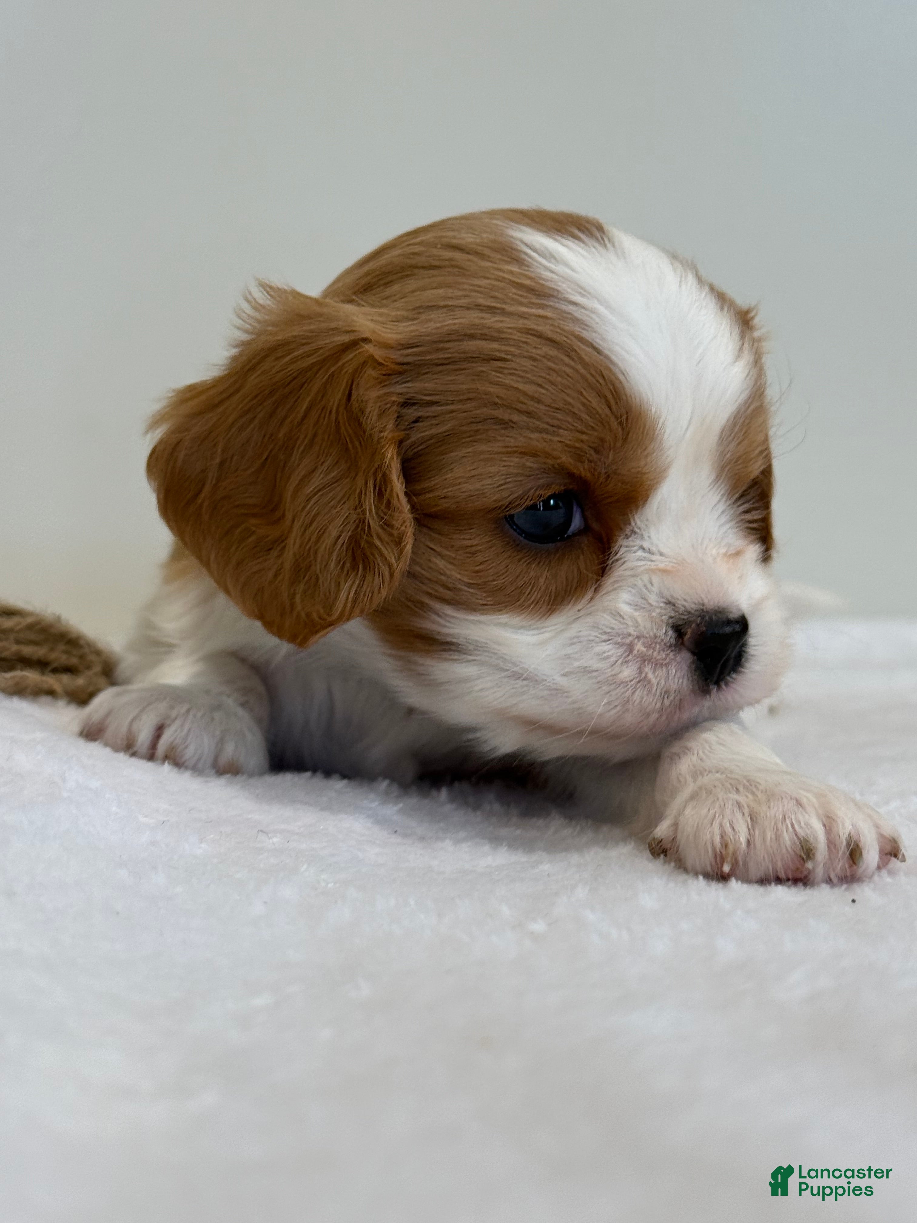 Cavalier King Charles Spaniel dogs Ollie Cavalier King Charles Spaniel  - Ad 2
