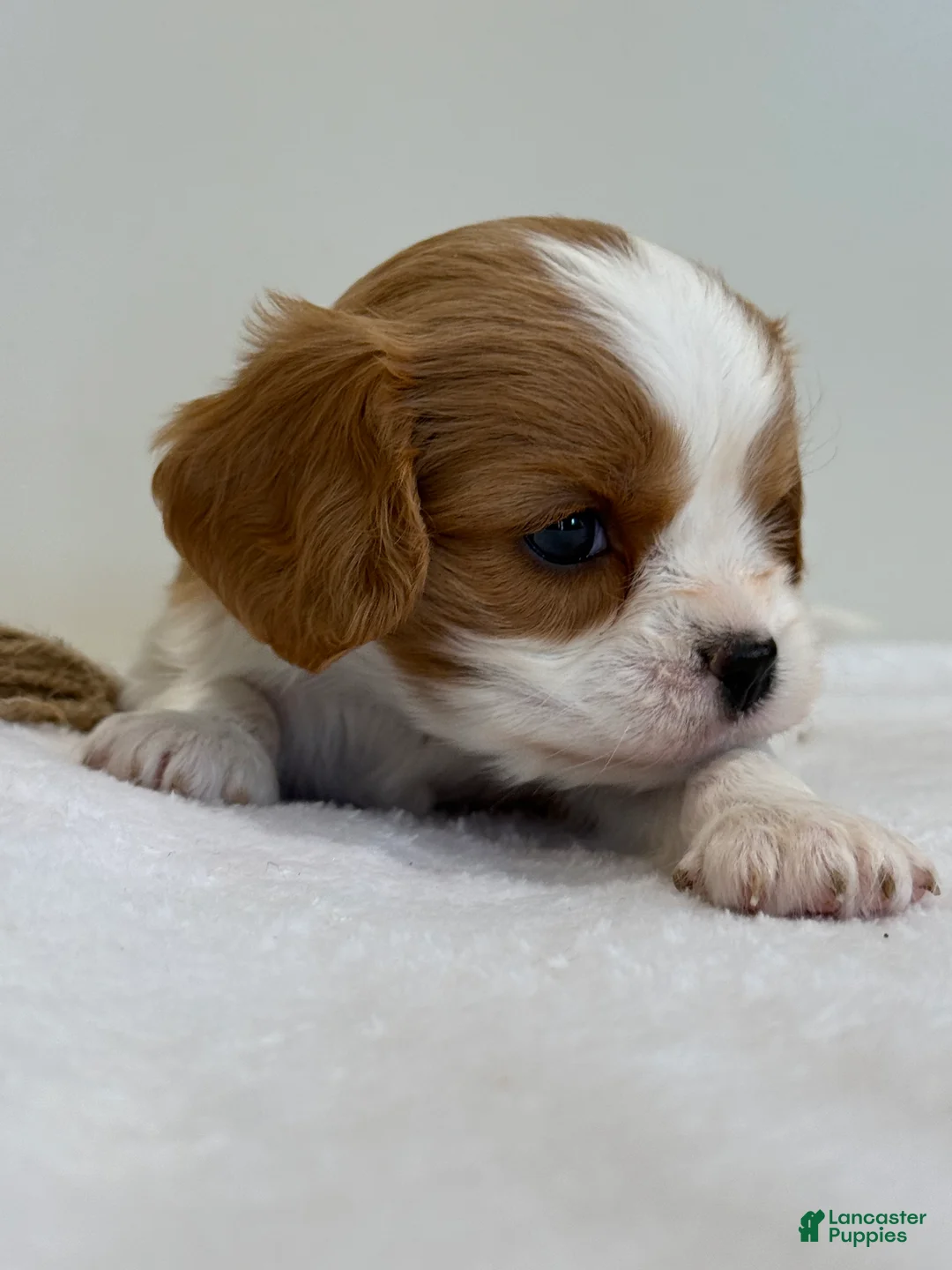 Cavalier King Charles Spaniel dogs for sale: Ollie Cavalier King Charles Spaniel  - Ad 2