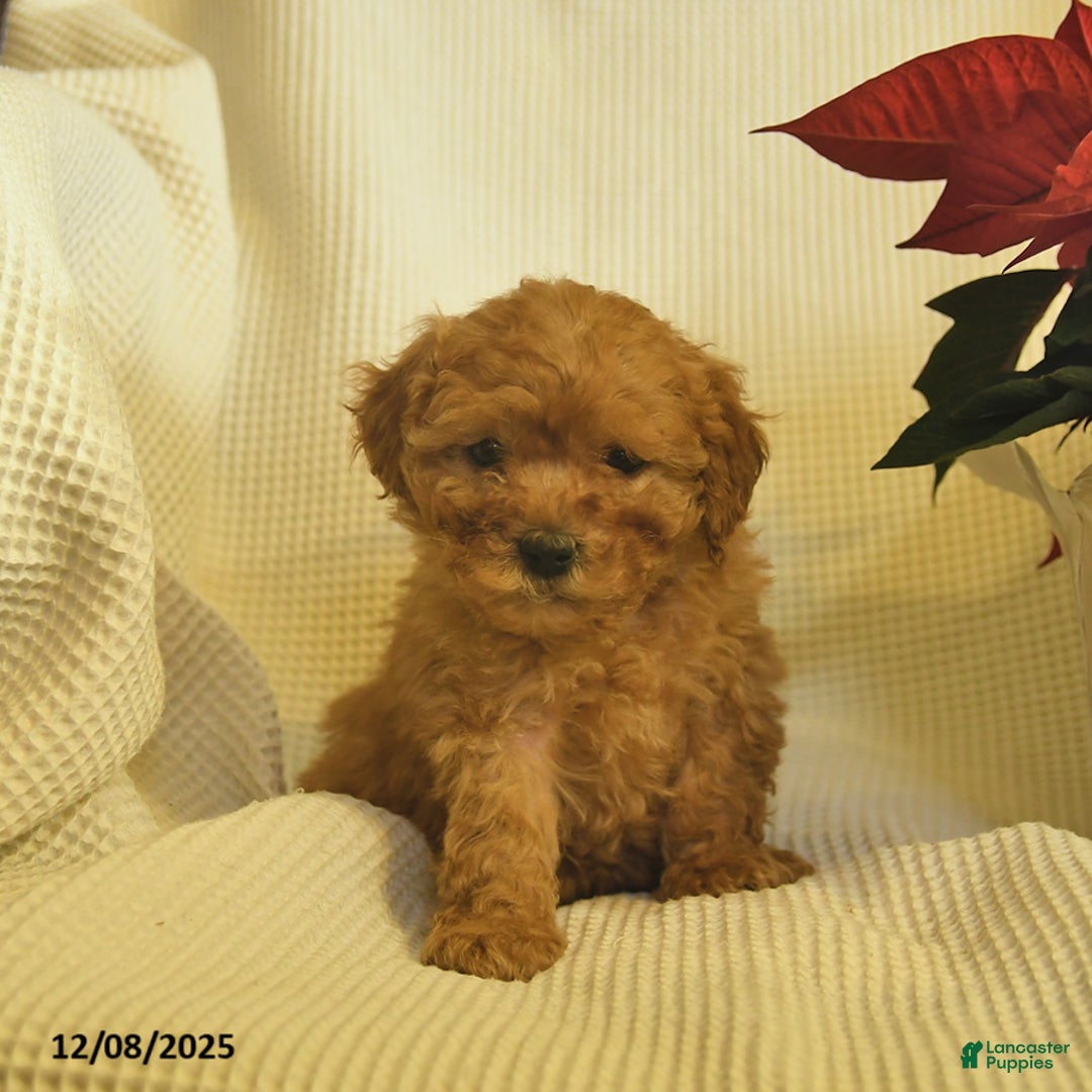 Cavapoo dogs for sale: Amber  - Ad 2