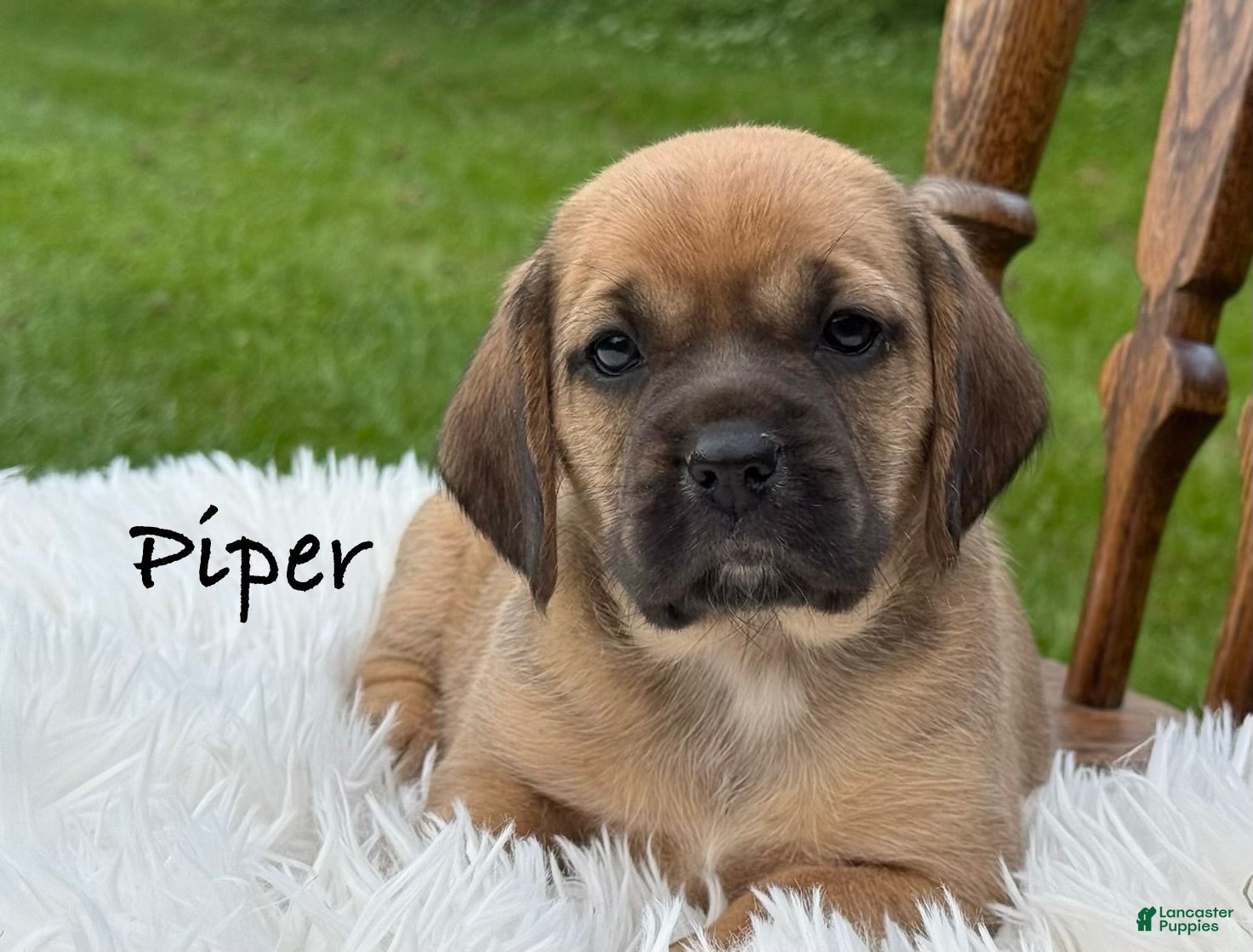Puggle dogs Piper - Ad 1