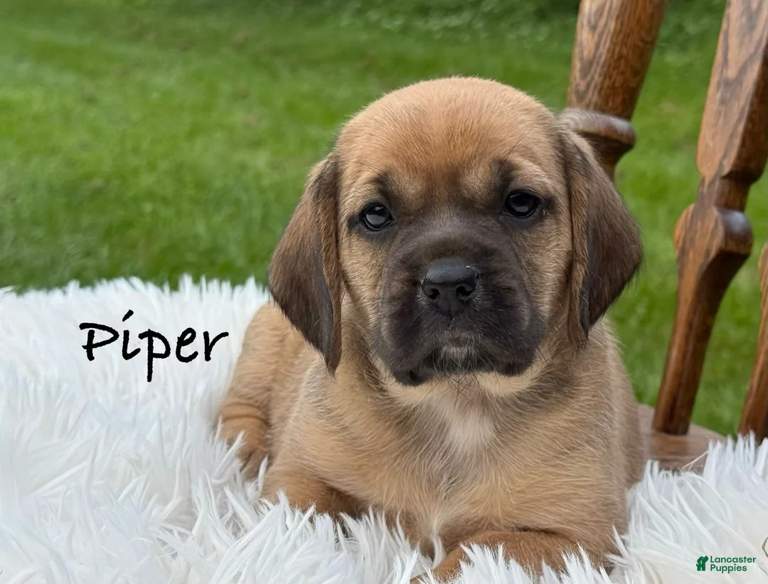 Puggle dogs for sale: Piper - Ad 1