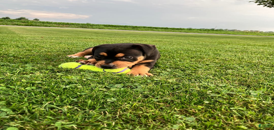 Gallery Image {{count}}