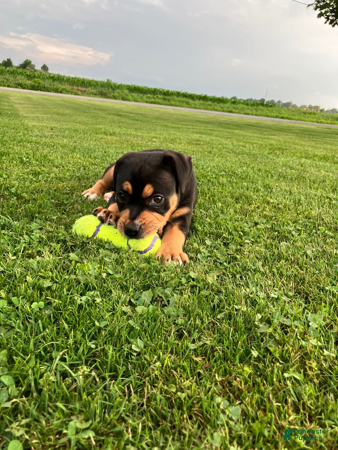 Gallery Image {{count}}