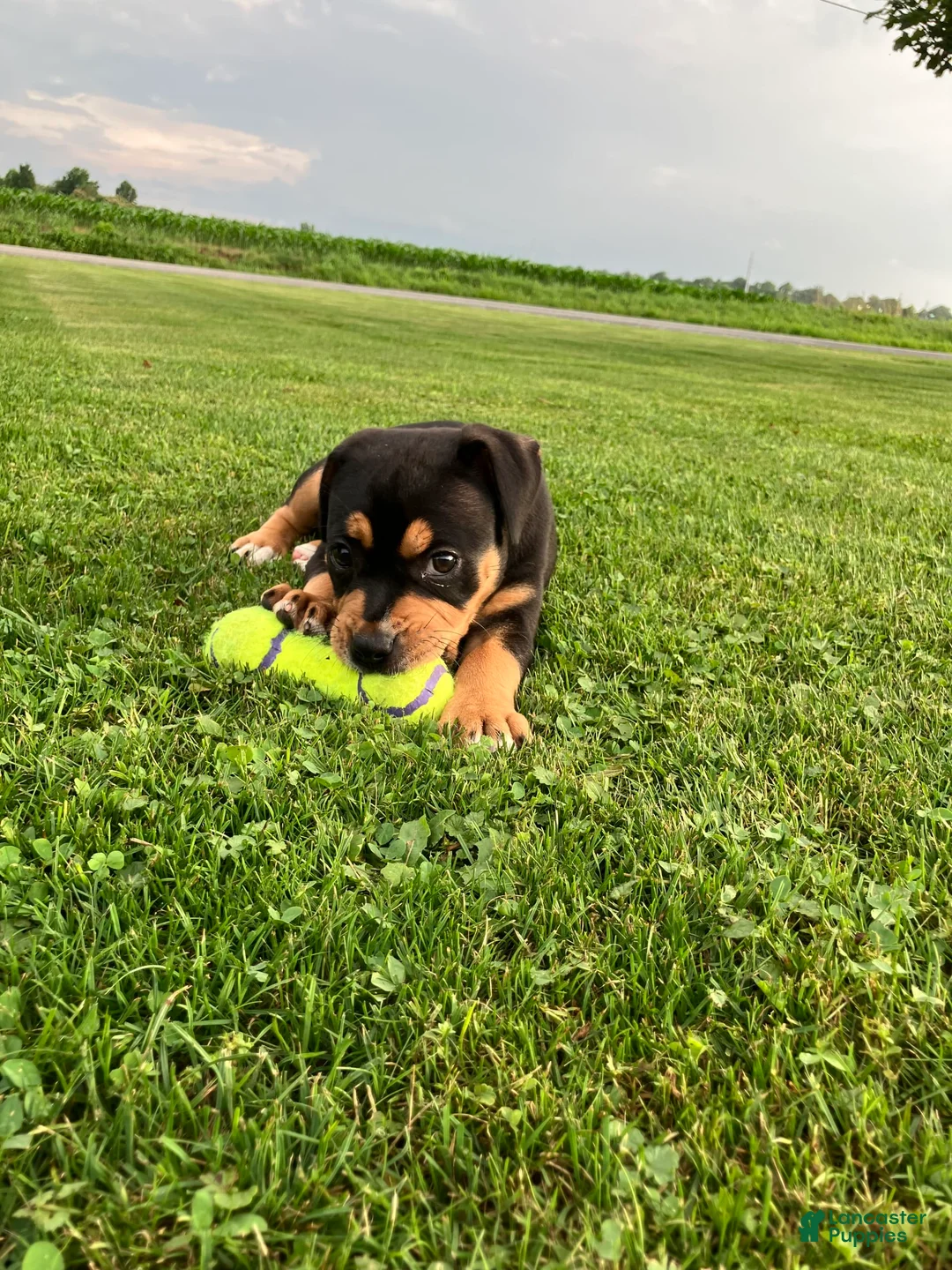 Gallery Image {{count}}