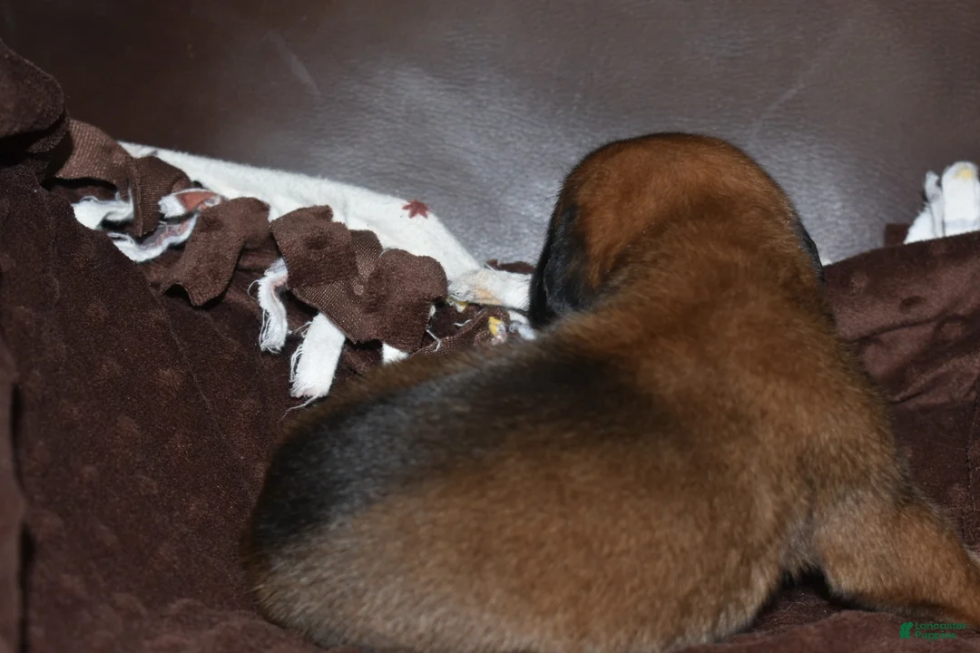 English Mastiff dogs for sale: Jimmy (Apricot) - Ad 2