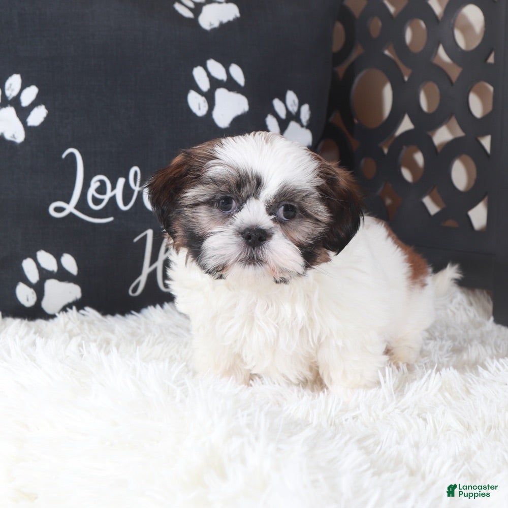 Shih Tzu dogs Shih Tzu Puppy Elsie - Ad 2
