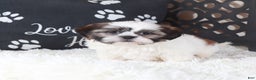 Shih Tzu dogs for sale: Shih Tzu Puppy Elsie - Ad 2