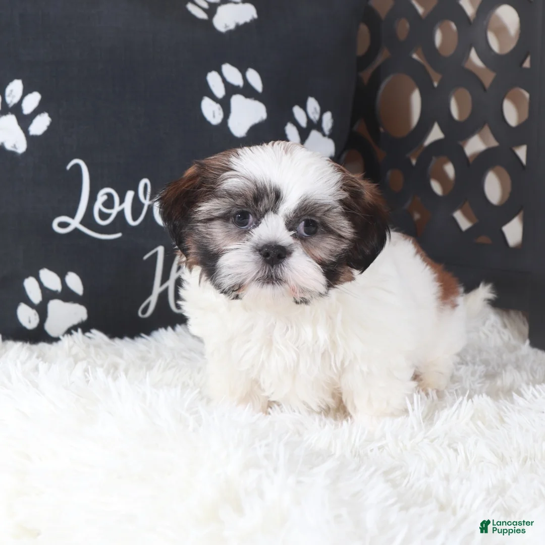 Shih Tzu dogs for sale: Shih Tzu Puppy Elsie - Ad 2