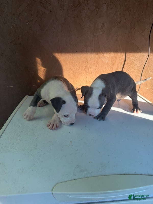 American Bully dogs for sale: American Bully 6 - Ad 17