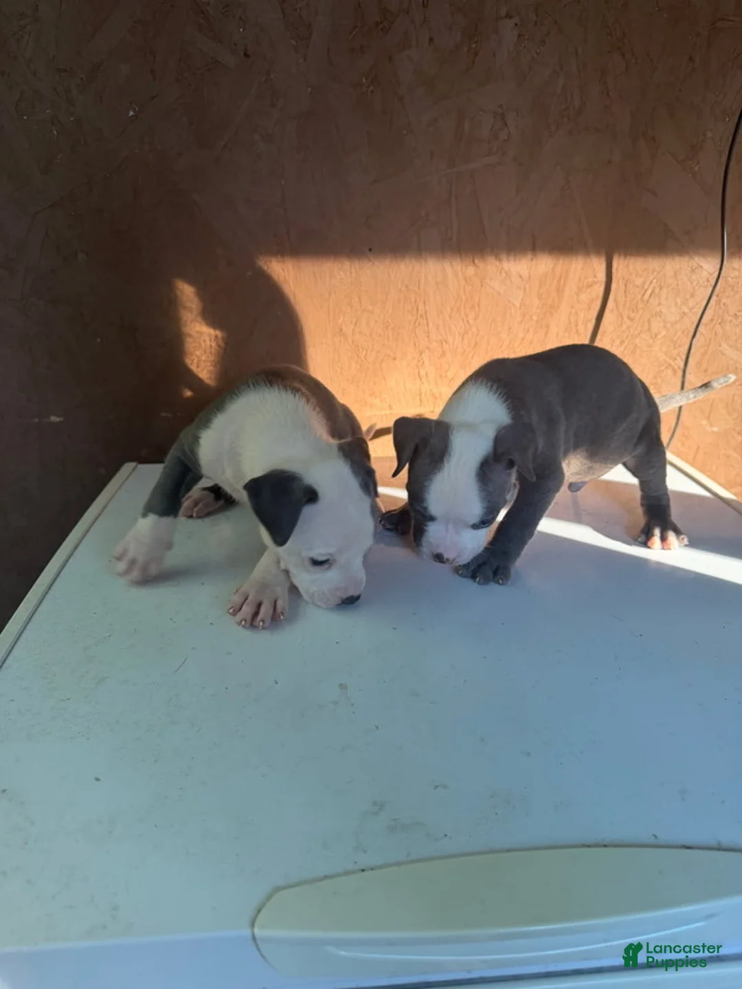 American Bully dogs for sale: American Bully 6 - Ad 1