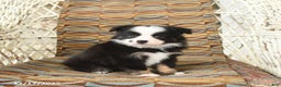 Toy Australian Shepherd dogs for sale: Cira - Ad 4