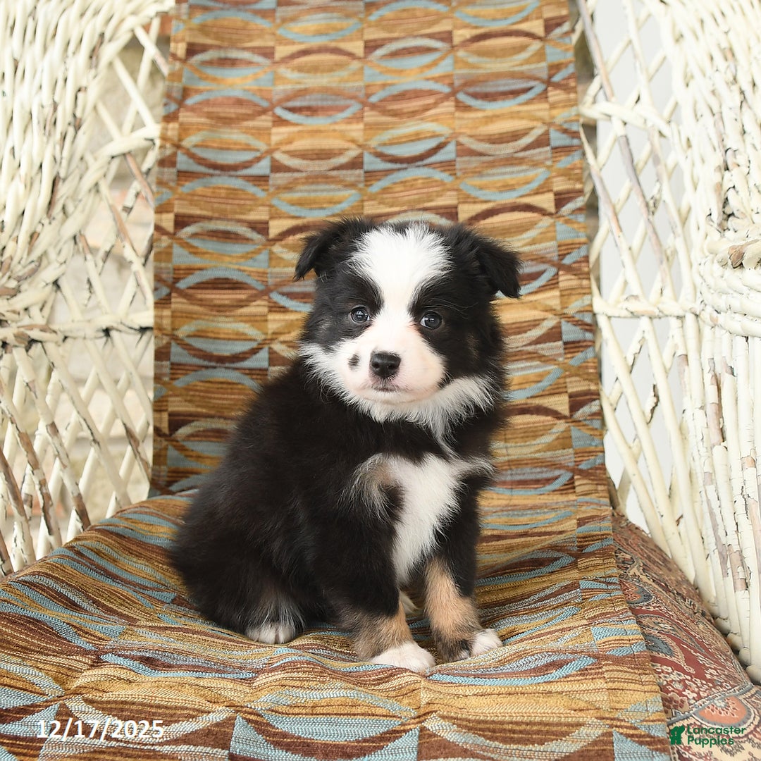 Toy Australian Shepherd dogs for sale: Cira - Ad 4