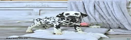 Dalmatian dogs for sale: Jewel - Ad 2