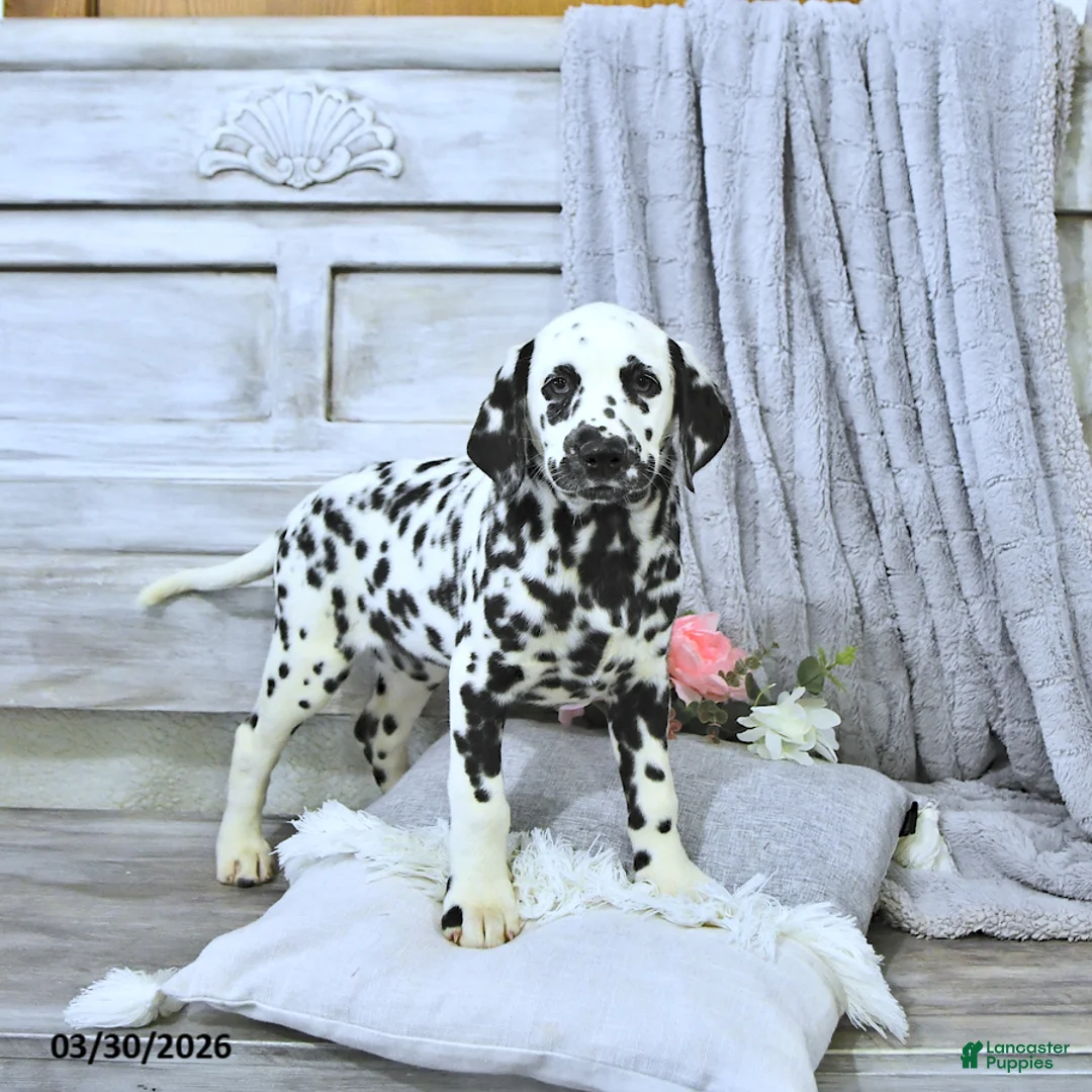 Dalmatian dogs for sale: Jewel - Ad 2