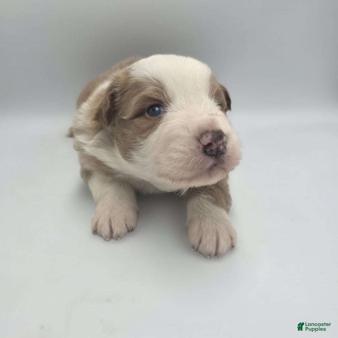 Australian Shepherd dogs for sale: Luke - Ad 3