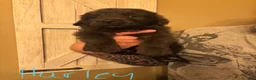 Newfoundland dogs for sale: Newfoundland Puppy 6 - Ad 3