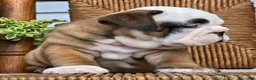 English Bulldog dogs for sale: Bagel - Ad 3
