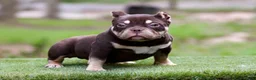 American Bully dogs for sale: Chocolate Tri Yogi Son - Ad 5