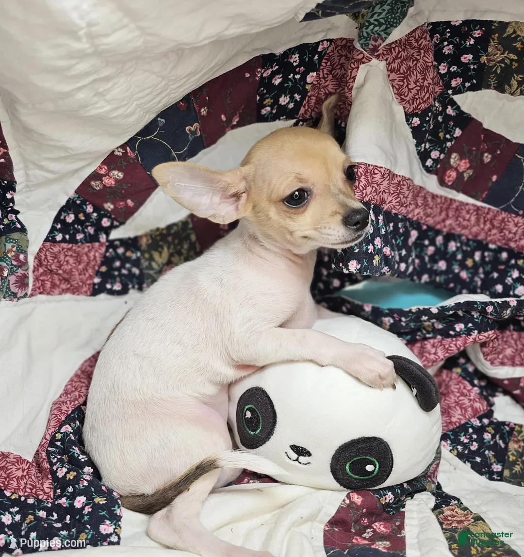 Chihuahua dogs for sale: Leyla Female  - Ad 4