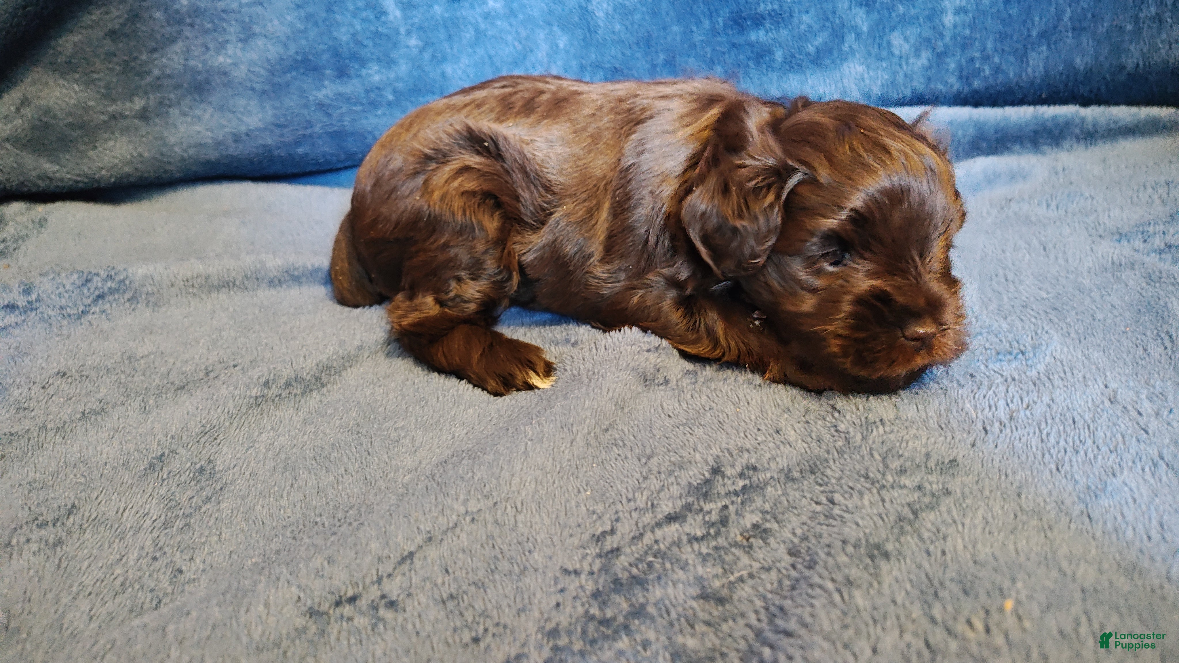 Miniature Schnauzer dogs Miniature Schnauzer Puppy 2 - Ad 2