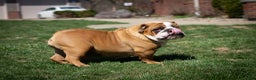 English Bulldog dogs for sale: Holly - Ad 9