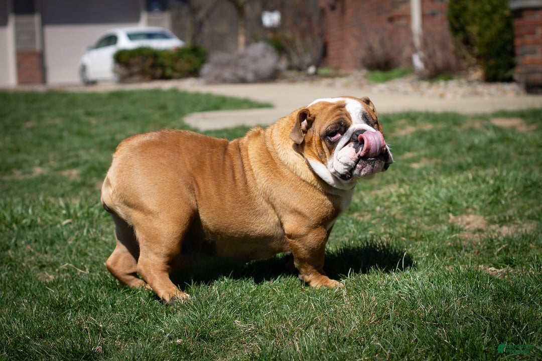 English Bulldog dogs for sale: Holly - Ad 9