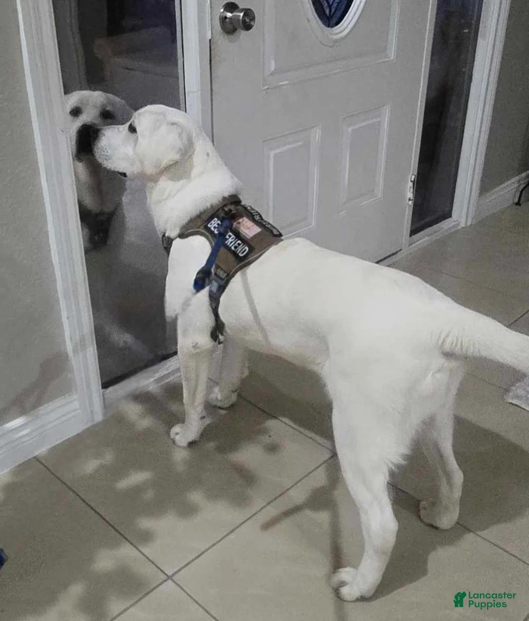 Gallery Image {{count}}