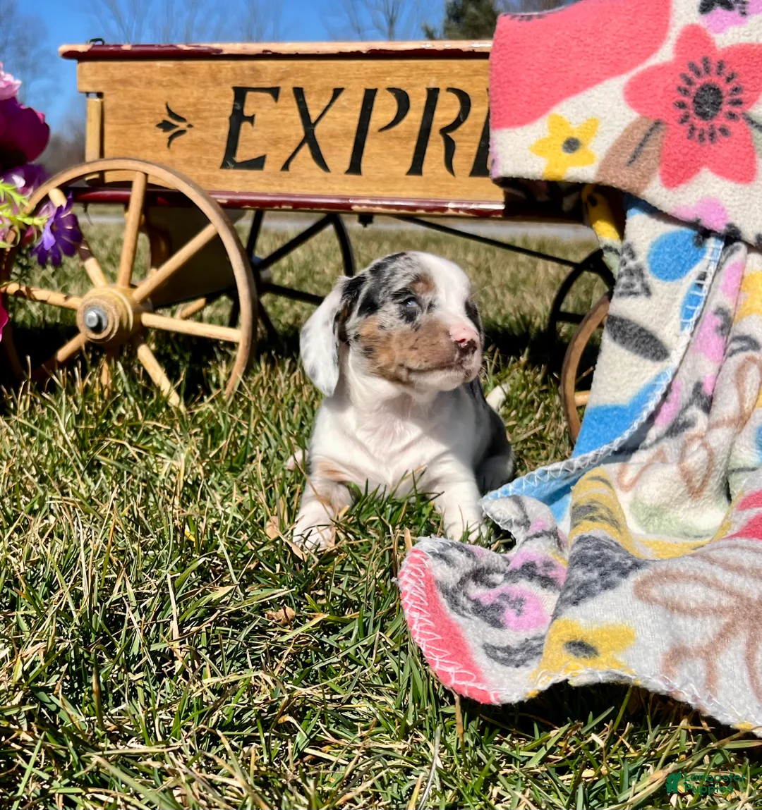 Dachshund dogs for sale: Special Blind Jill ❤️🐾ACA Registered Miniature Dachshund❤️Call 610-273-9348 - Ad 1