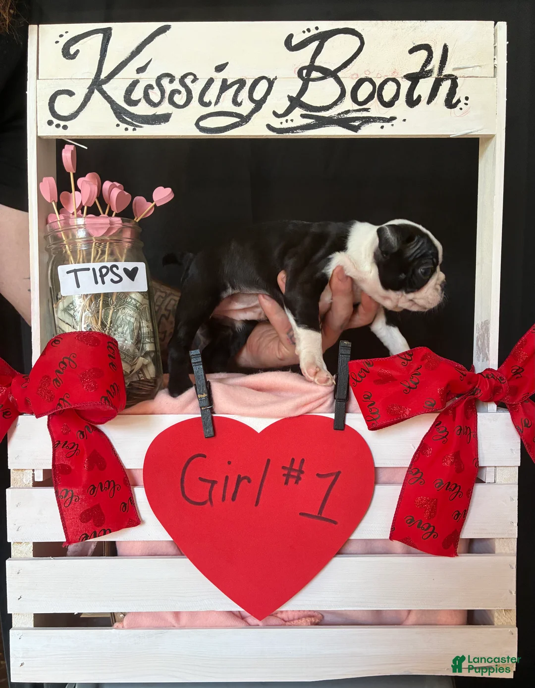 Boston Terrier dogs for sale: Boston Terrier Puppy 3 - Ad 5