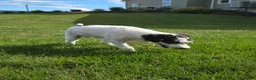 Schnoodle dogs for sale: Denver - Ad 5