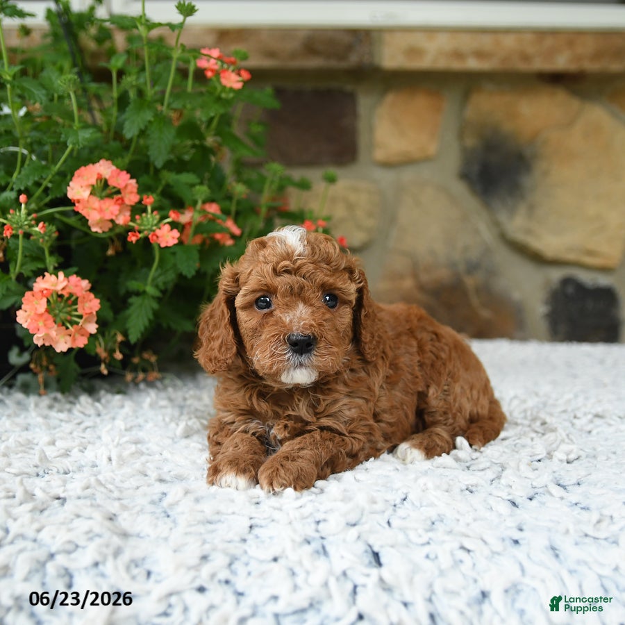 Cavapoo dogs Whisper - Ad 2