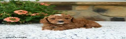 Cavapoo dogs for sale: Whisper - Ad 2