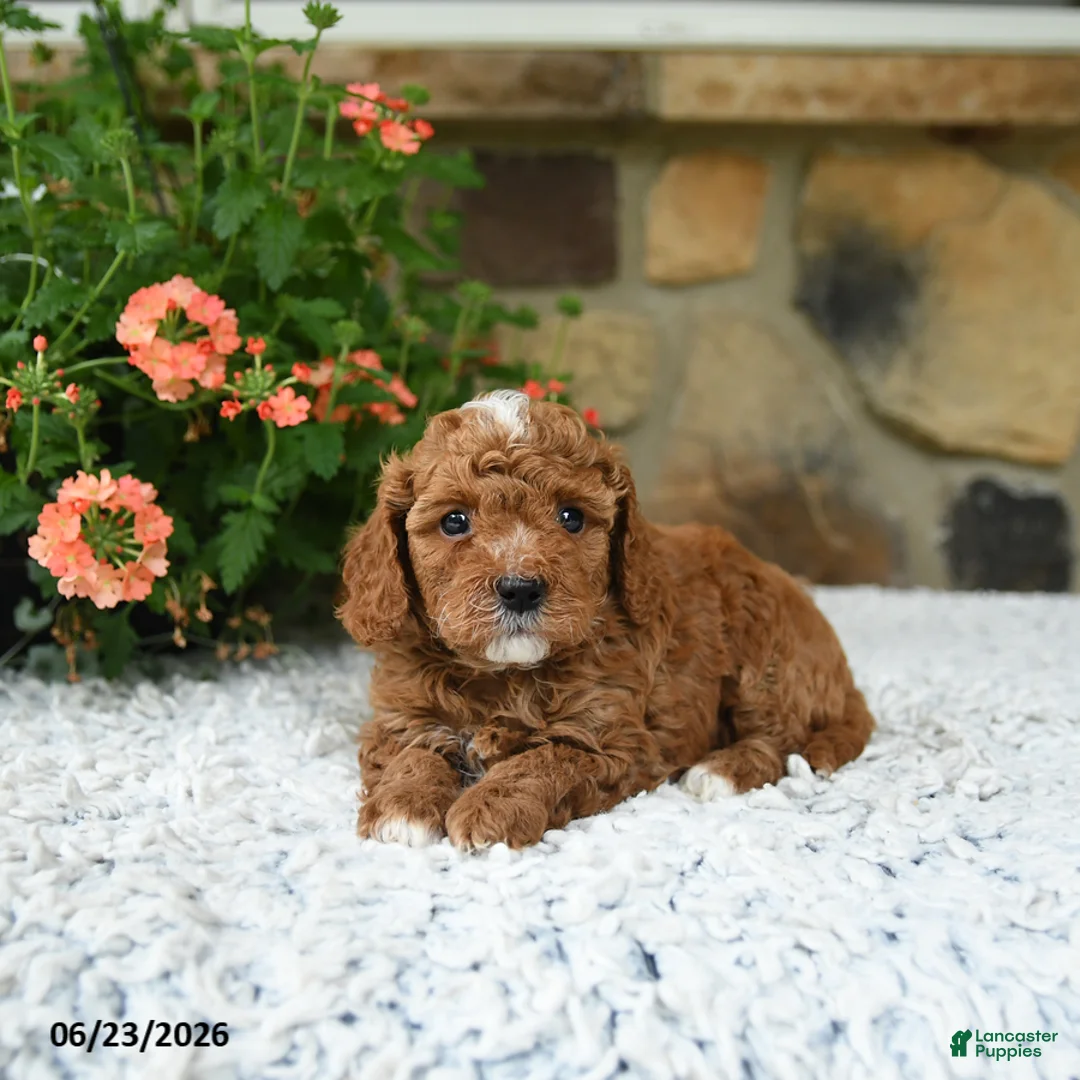 Cavapoo dogs for sale: Whisper - Ad 2