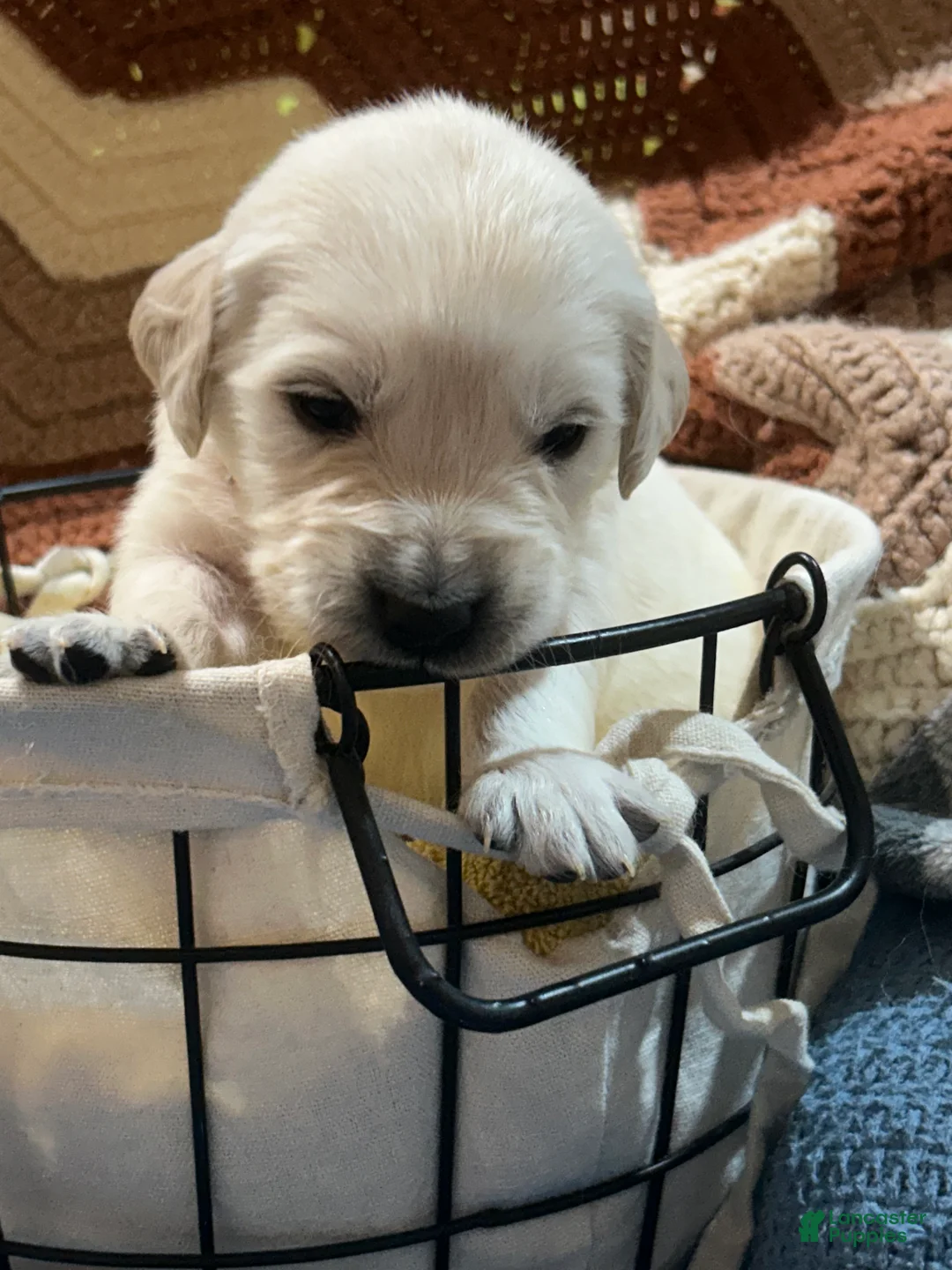 Golden Retriever dogs for sale: Light pink- Honey - Ad 2